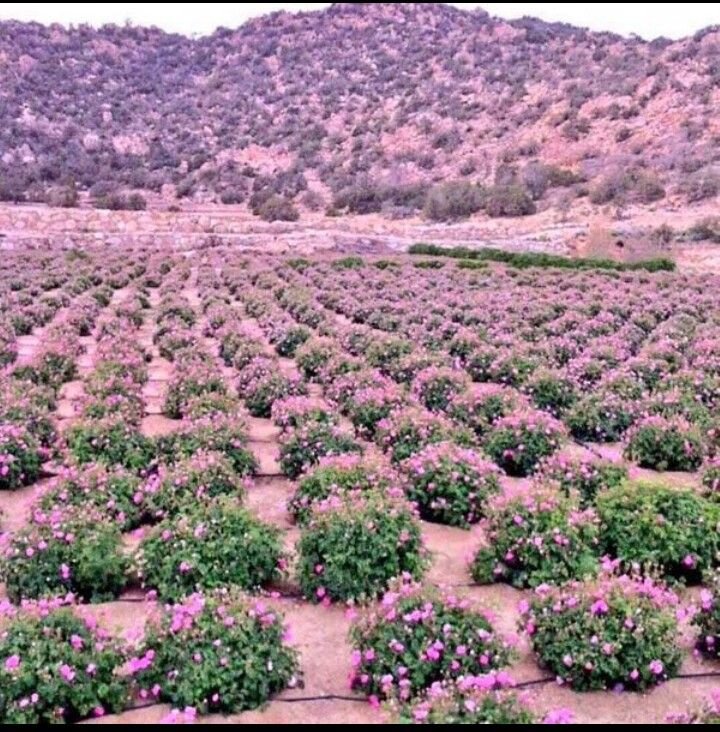 Taif Strawberry Farm – Pick Your Own Fruit